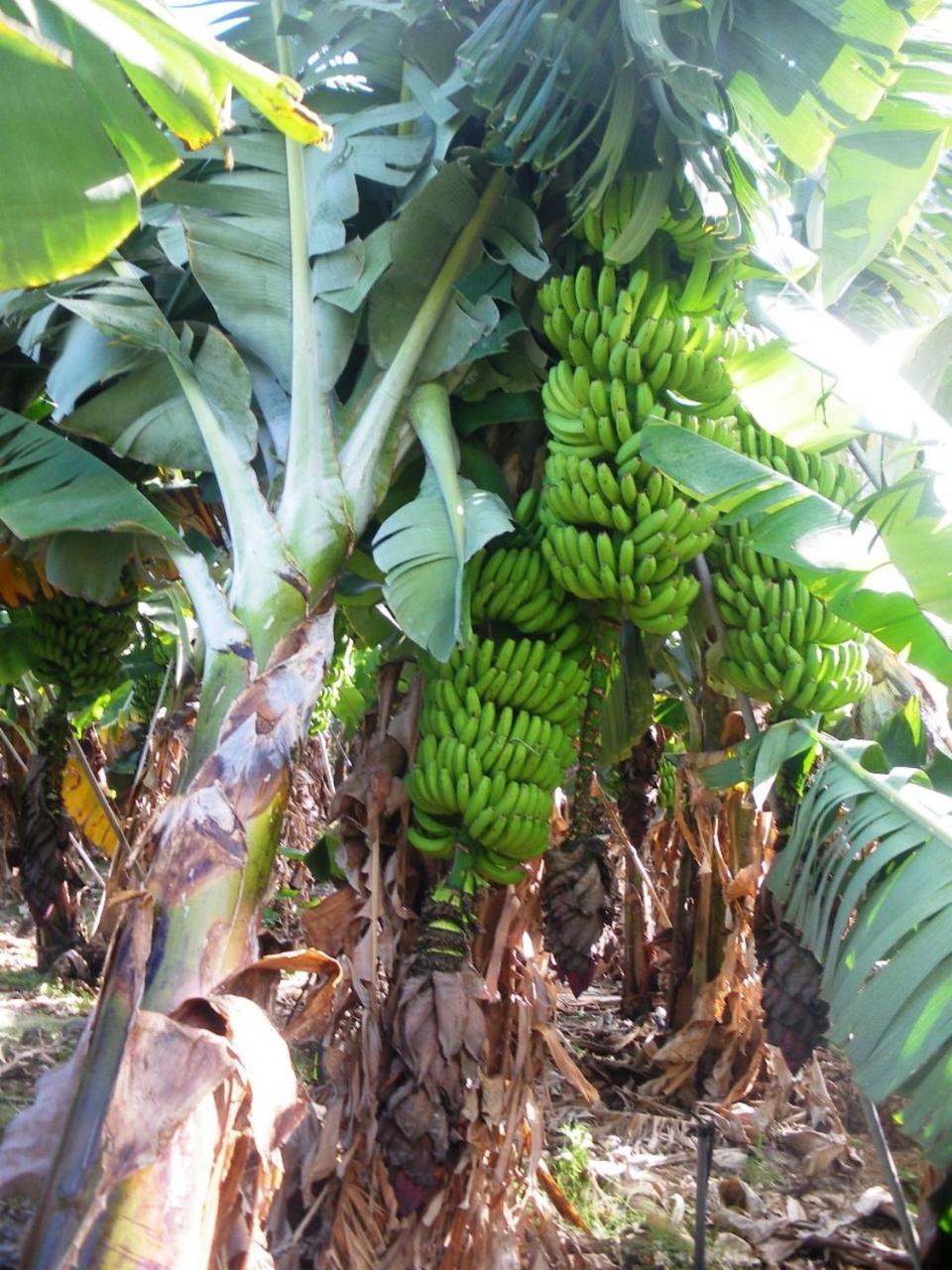 Casa Rural Finca La Maleza Agulo Zewnętrze zdjęcie